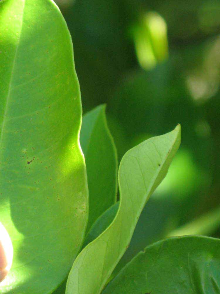              Margin (Winter Haven, FL)       